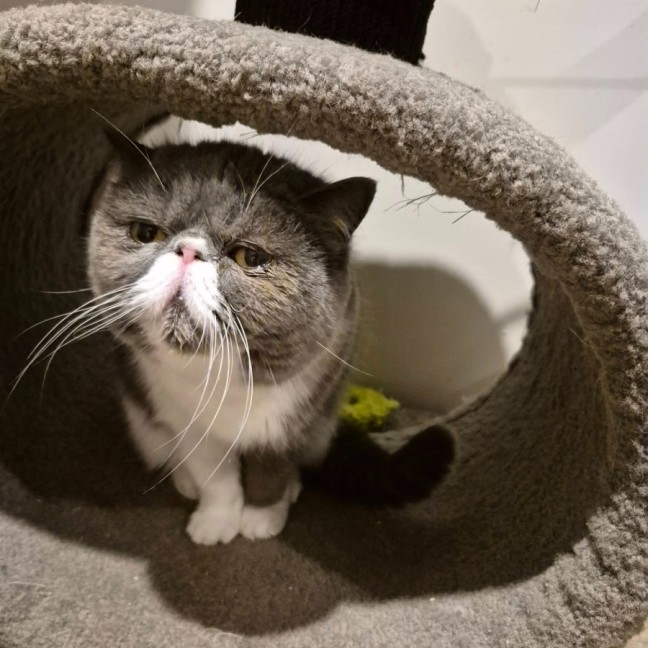Cat Rasure Bo Poppy ** 2nd Chance Cat Rescue** - Female Exotic Shorthair Cat in VIC ...