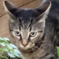 Photo of Archie