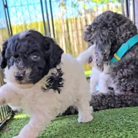 Photo of Harry Potter