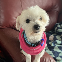 Photo of Angel 😇9yo, Maltese X Shih Tzu (On Trial 4/11/24)
