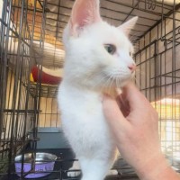 Photo of Snowy