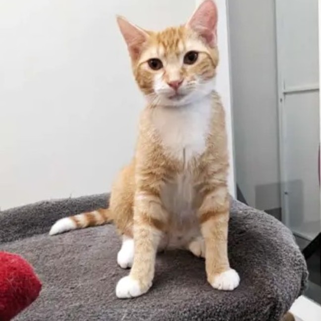 Photo of Scotty   Located In Preston