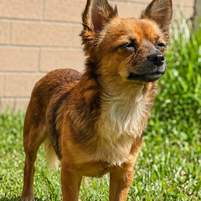 Photo of Phoenix