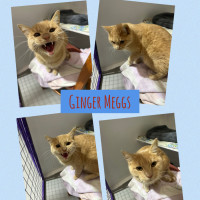 Photo of Ginger Meggs