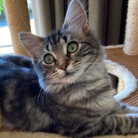 Photo of Stella ^^Dandy Cat Rescue^^