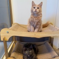 Photo of Mouse & Hank