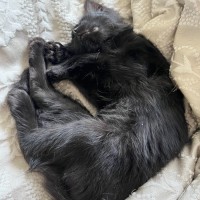 Photo of Monkey 🐒💙 *9 Lives Project Rescue*