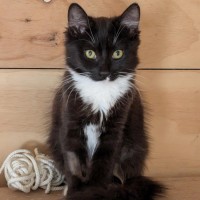 Photo of Opal *9 Lives Project Rescue*