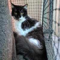 Photo of Buttons **2nd Chance Cat Rescue**