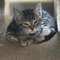 Photo of Koda