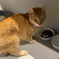 Photo of Mozilla Firefox