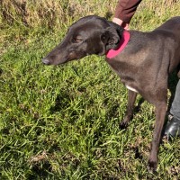 Photo of Jedda