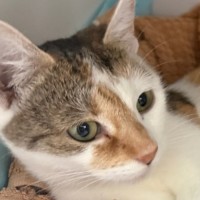 Photo of Cali ^^Dandy Cat Rescue^^