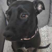 Photo of Blaze