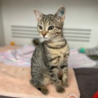 Photo of Curie *Meet Me At Petstock Kingsford*