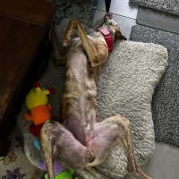 Photo of Richie The Greyhound 