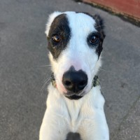 Photo of Flossi