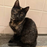 Photo of Pepper