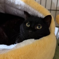 Photo of Guinness