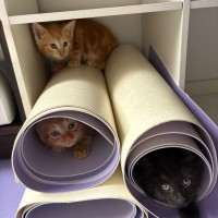 Photo of Roy Harper **2nd Chance Cat Rescue**