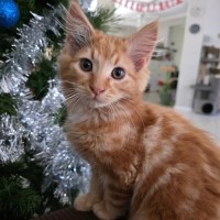 Photo of Bartholomew