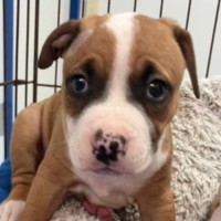 Photo of The Car Litter