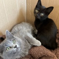 Photo of Opal & Sapphire