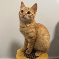 Photo of Puss In Boots