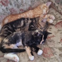 Photo of Ginger ** 2nd Chance Cat Rescue**