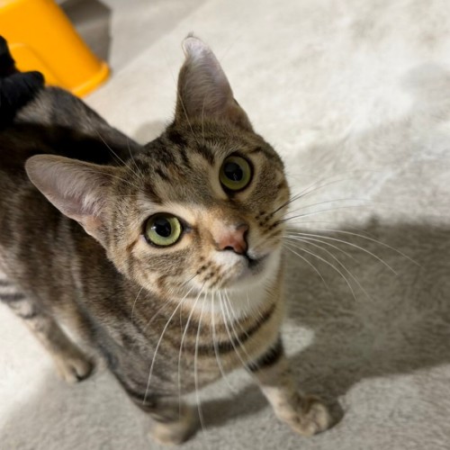 Meeka - Domestic Short Hair (DSH) Cat