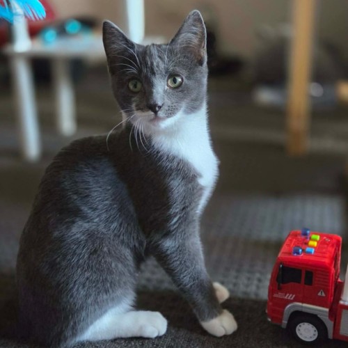 Minnow - Domestic Short Hair (DSH) Cat