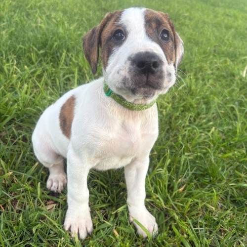 Sidewinder - Bull Arab Dog