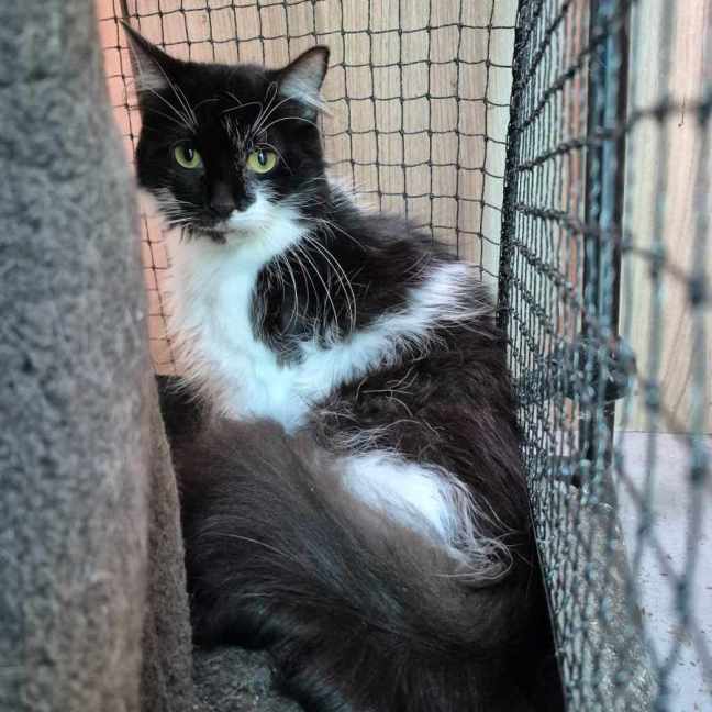 Photo of Buttons **2nd Chance Cat Rescue**