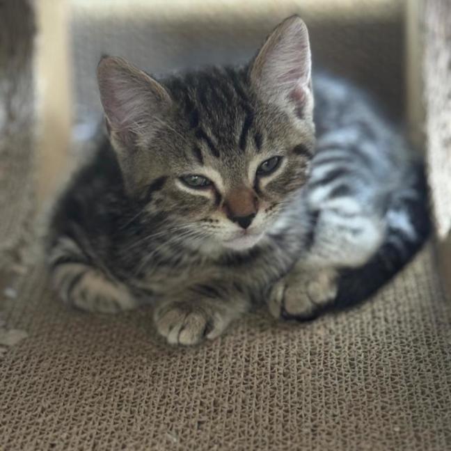 Photo of Koda