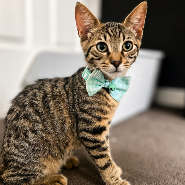 Photo of Finley