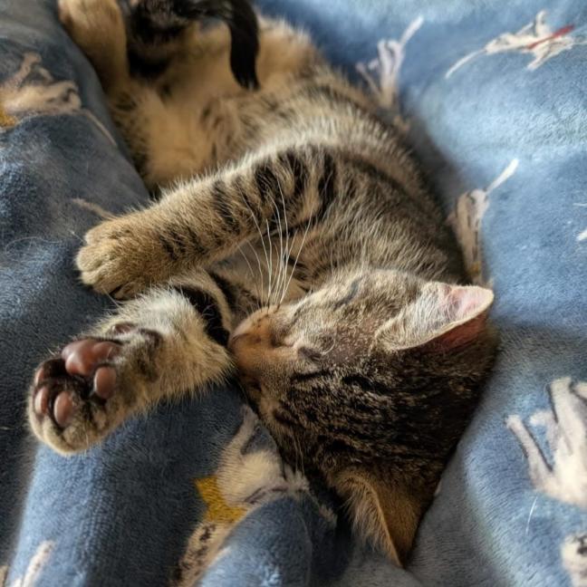 Photo of Woody ^^Dandy Cat Rescue^^