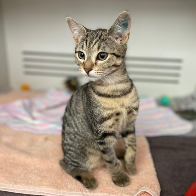 Photo of Curie *Meet Me At Petstock Kingsford*