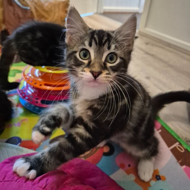 Photo of Caspian 💙