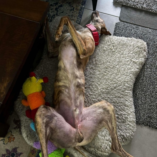 Photo of Richie The Greyhound 