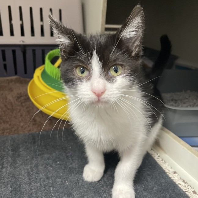 Photo of Chatter Telephone