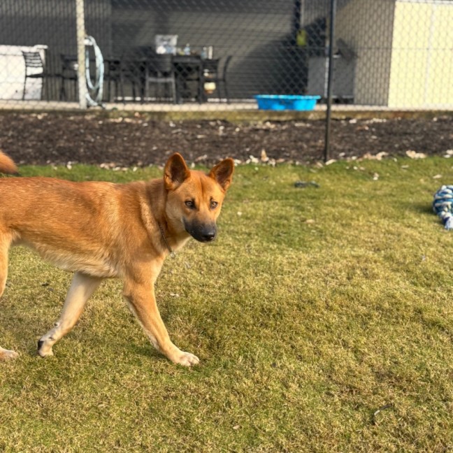 Photo of Storm   18 Mo Dingo Hybrid