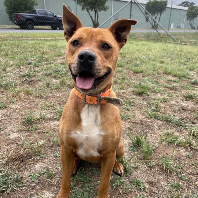 Photo of Tank