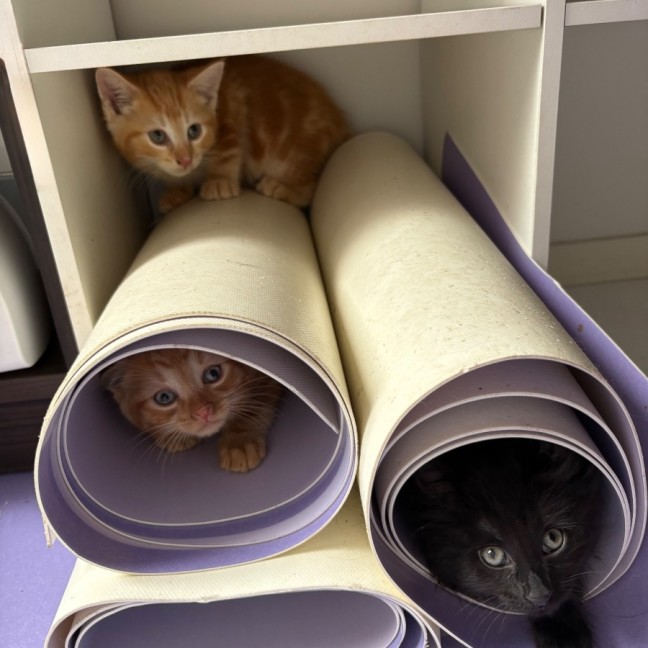 Photo of Roy Harper **2nd Chance Cat Rescue**