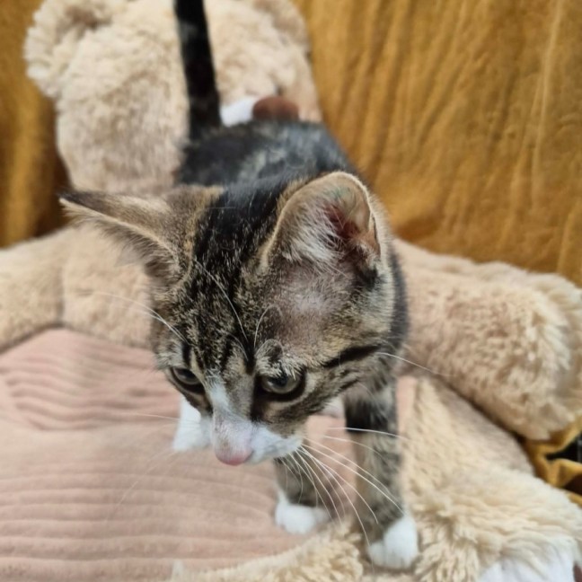 Photo of Ava ** 2nd Chance Cat Rescue**