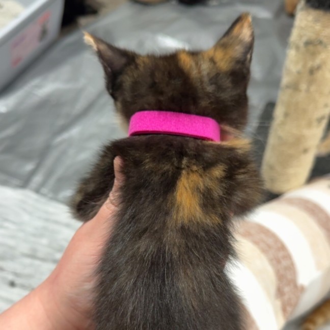 Photo of Stella