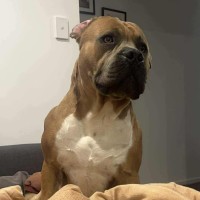 Photo of Diesel