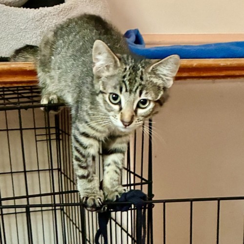 Biff Tannen - Domestic Short Hair (DSH) Cat