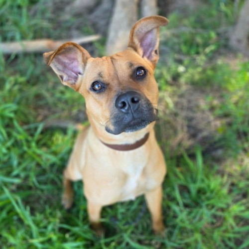 Kodah - Australian Kelpie x American Staffordshire Terrier x Boxer Dog