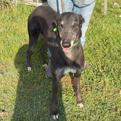 Archie - Greyhound Dog