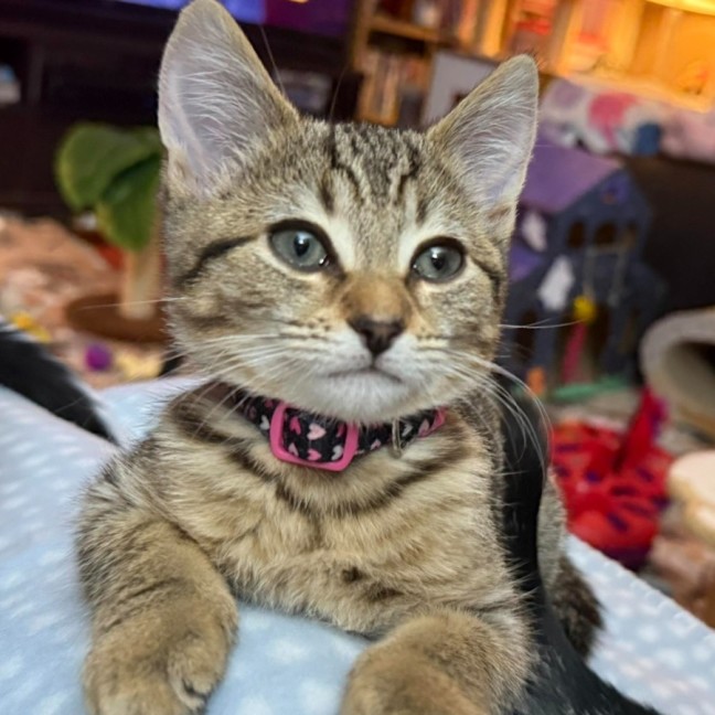 Photo of Zafrina ** 2nd Chance Cat Rescue**